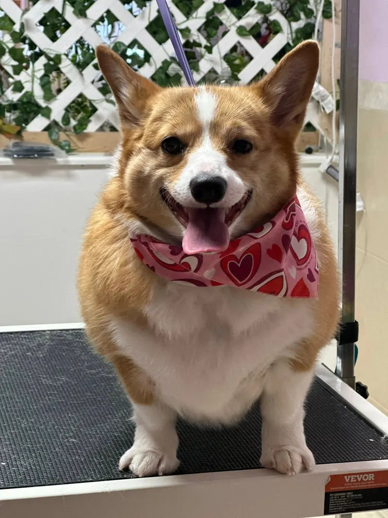 A smiling Corgi in a pink heart bandana on the grooming table