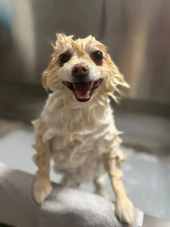 A wet, fluffy little dog grinning mid-bath