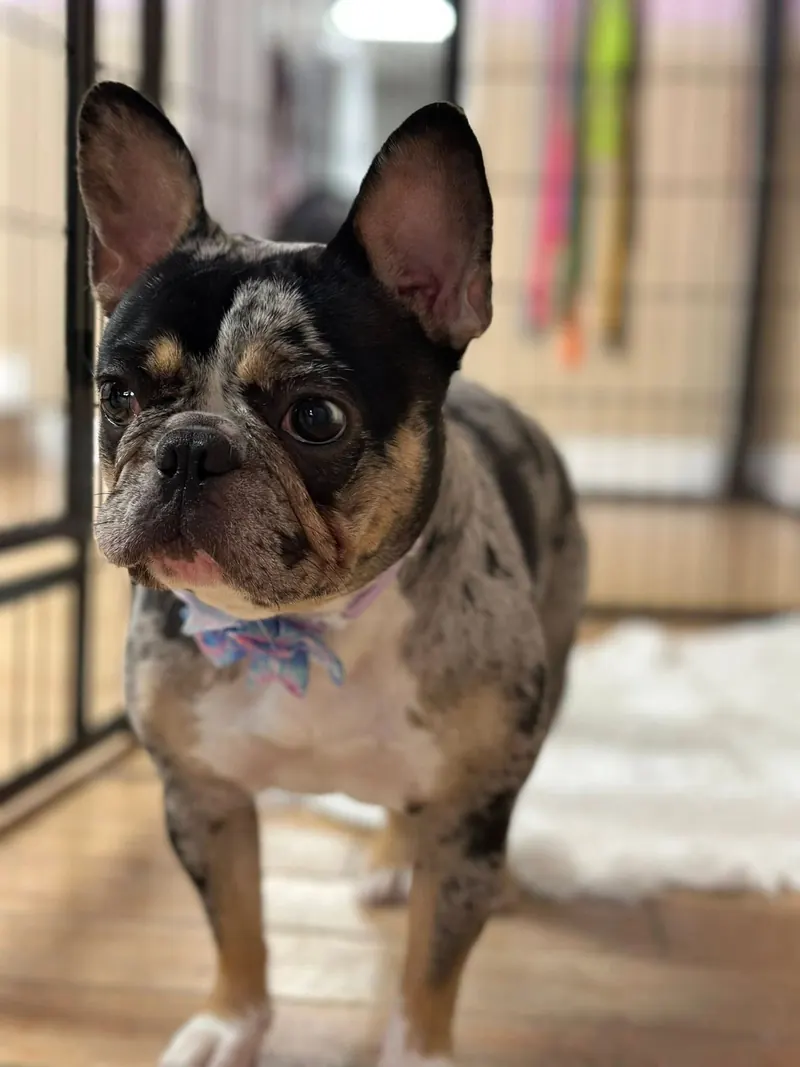 A merle French Bulldog wearing a pastel bow tie