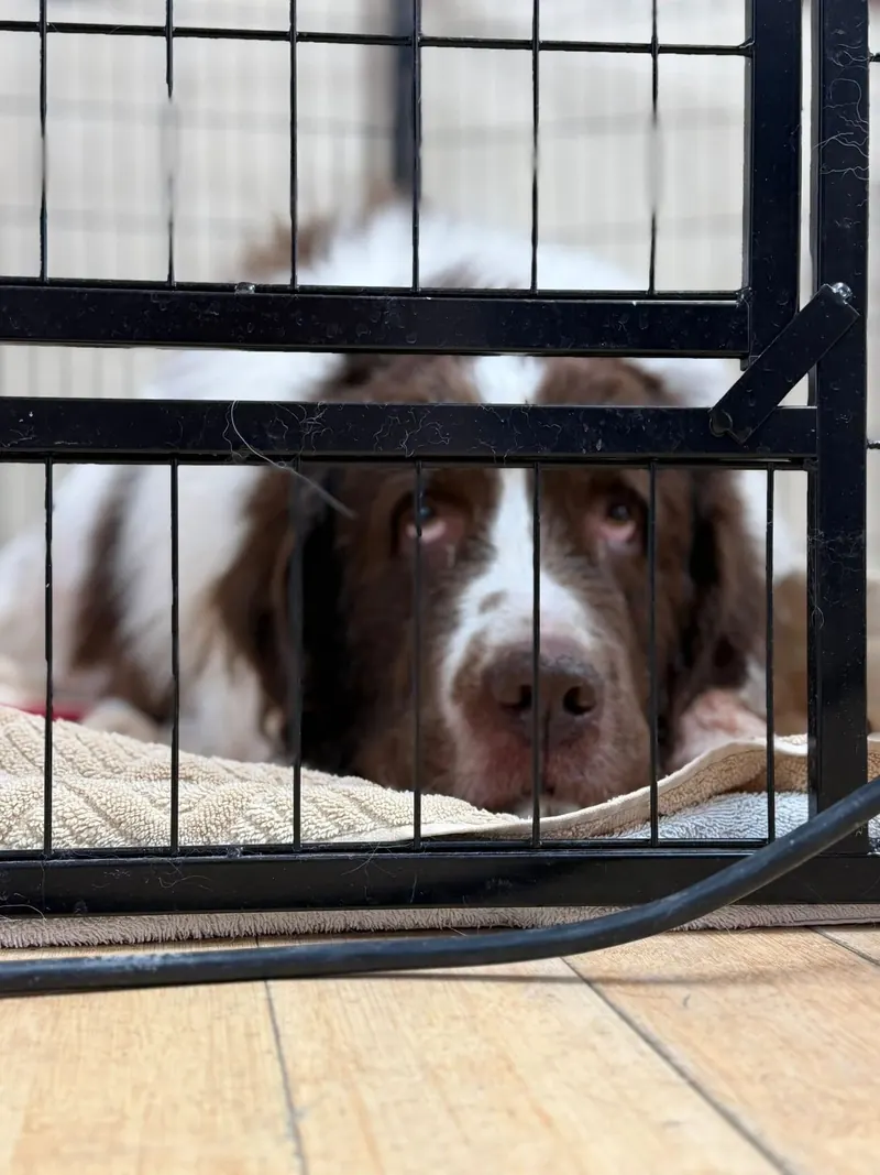 A brown and white Springer Spaniel resting on a soft bed